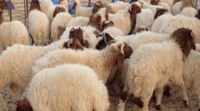 Le ministère de l'Agriculture et l'UTAP fixent les prix de vente des bêtes de sacrifice