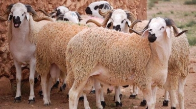 الجمعة 31 جويلية أول أيام عيد الإضحى 
