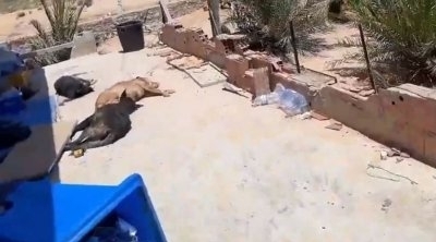 جربة : تفاصيل صادمة عن قتل أكثر من 20 كلبا