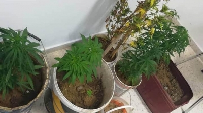 بنزرت : حجز كمية من ماريخوانا مزروعة داخل منزل 