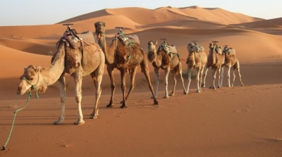 تطاوين : حجز 3 إبل محملة بـ 1154 هاتفا جوالا