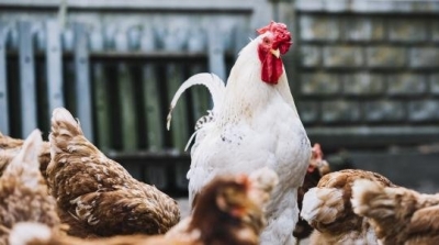 وزارة الفلاحة تحذر مربي الدواجن من انفلونزا الطيور الأشد فتكا