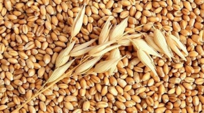 تونس تقتني أطنانا من القمح اللين والشعير العلفي