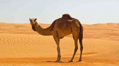 دكتور تونسي : الجمال مصدر مضادات لفيروس كورونا 