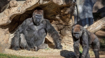 قرود يتلقون لقاحا ضد فيروس كورونا 