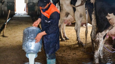 L’UTAP met en garde contre un éventuel effondrement de la filière laitière