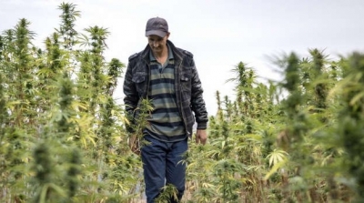 Maroc : la légalisation thérapeutique du cannabis approuvée par le parlement