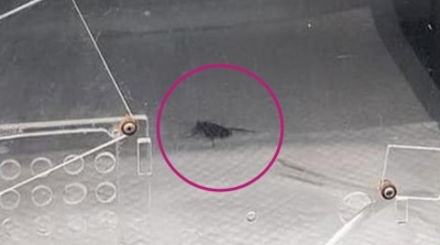 شاب ينقل ''صرصور'' الى مستشفى لإنقاذ حياته 