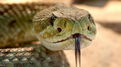 التفطن إلى أفعى طولها مترين تحت طاولة تلميذ بمدرسة في سليانة