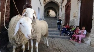 رئيس اللجنة العلمية يدعو التونسيين لعدم التجمع خلال عيد الأضحى